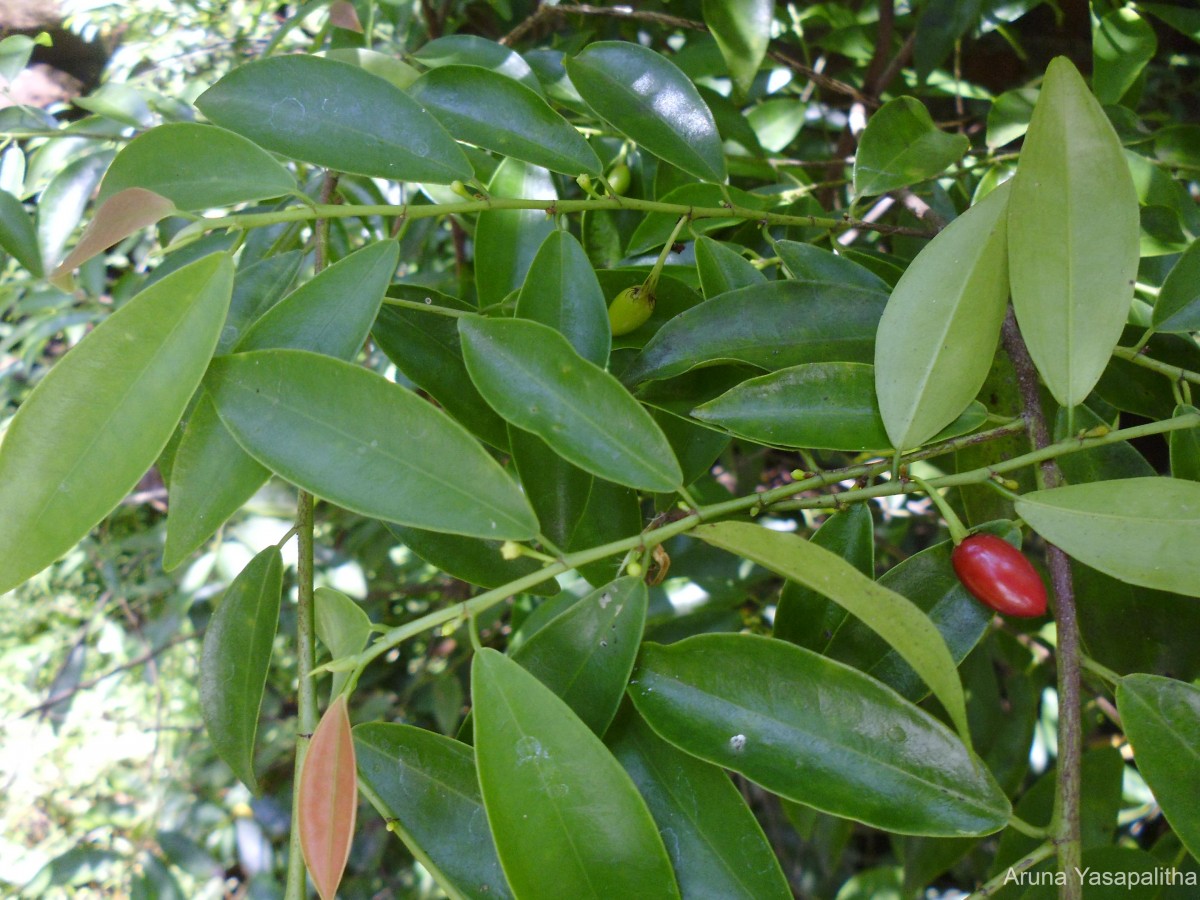 Erythroxylum zeylanicum O.E.Schulz